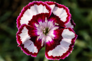 20230615_Waterfront_Bontanical_Gardens-1