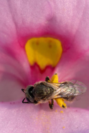 20230615_Waterfront_Bontanical_Gardens-10