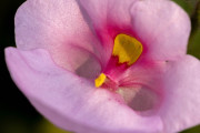 20230615_Waterfront_Bontanical_Gardens-11