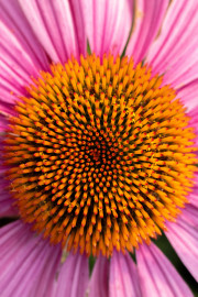 20230615_Waterfront_Bontanical_Gardens-12