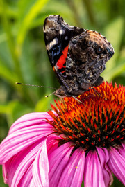 20230615_Waterfront_Bontanical_Gardens-13