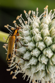 20230615_Waterfront_Bontanical_Gardens-14