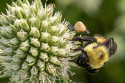 20230615_Waterfront_Bontanical_Gardens-15