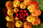20230615_Waterfront_Bontanical_Gardens-16
