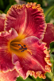 20230615_Waterfront_Bontanical_Gardens-3