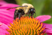 20230615_Waterfront_Bontanical_Gardens-4