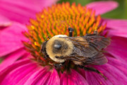 20230615_Waterfront_Bontanical_Gardens-5