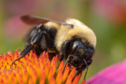 20230615_Waterfront_Bontanical_Gardens-6