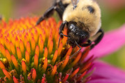 20230615_Waterfront_Bontanical_Gardens-7