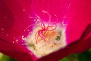 20230615_Waterfront_Bontanical_Gardens-8