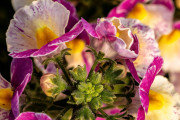 20230615_Waterfront_Bontanical_Gardens-9