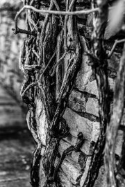 IMG_3992