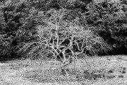 IMG_8788