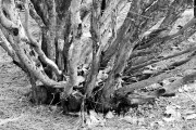 IMG_8791